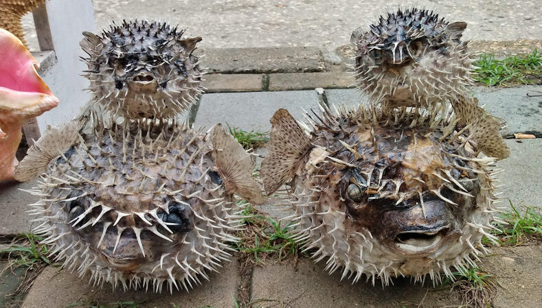 Peces globo disecados. Típico de una playa cercana llamada Berrugas.